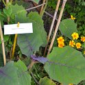 Solanum quitoense